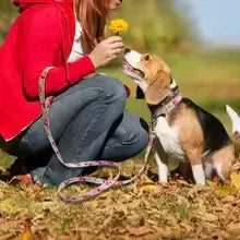 Personalized Dog Collar & Leash Set - Shoply pets